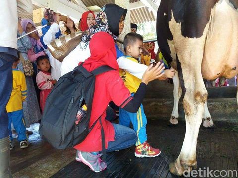 Wisata EdukasI Susu Sapi di Kampung Krucil Probolinggo 