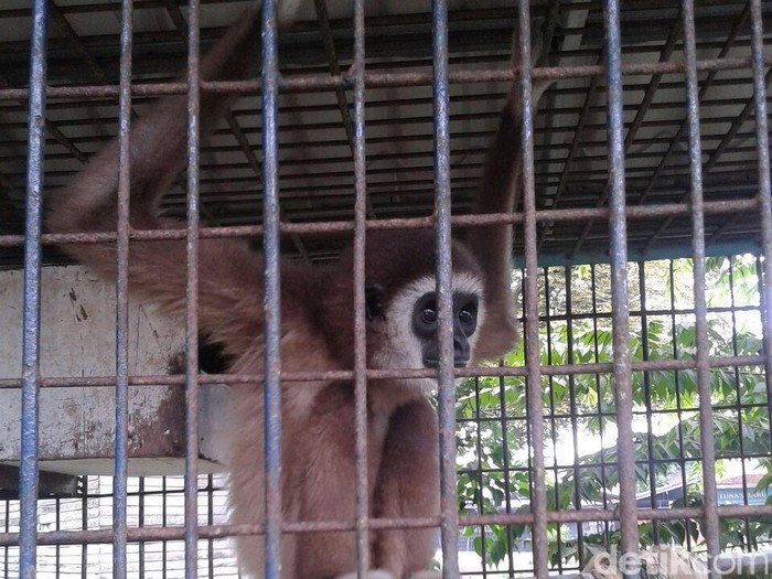 Petugas BKSDA Aceh Sita 1 Ekor Owa yang Dipelihara Warga