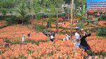 Foto: Taman Bunga Amarilis Gunungkidul yang Bagai di Luar Negeri
