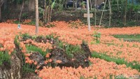 Perbedaannya bunga tulip tak hanya berwarna oranye, sementara Bunga Amarilis di Gunungkidul hanya berwarna oranye kemerah-merahan (Usman Hadi/detikTravel)