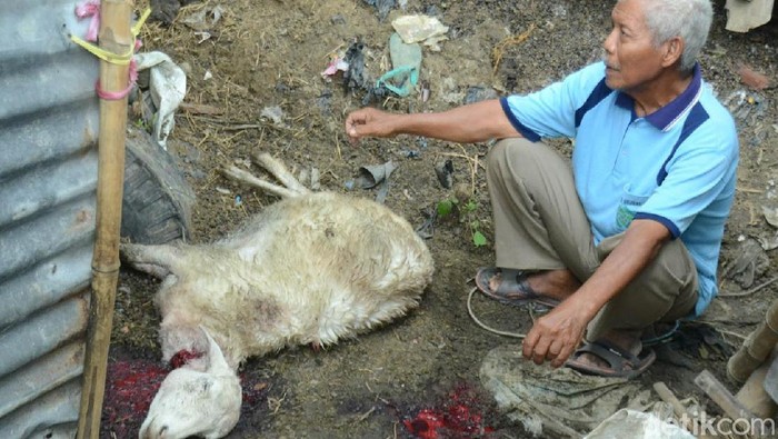 Kambing Milik Warga Diserang Kawanan Anjing Lapar di Rembang