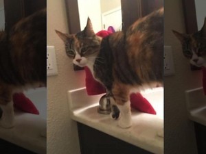 Ngeri! Kucing Dimutilasi dan Potongan Mayatnya Tersebar di California