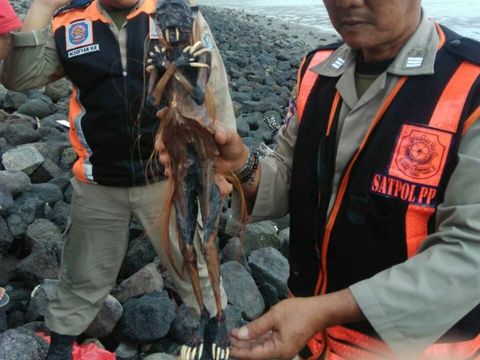 Jenglot Temuan di Surabaya ini Disimpan Dengan Ritual Khusus?
