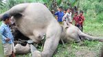 Tragis, 2 Ekor Gajah Sumatera Mati Tersengat Listrik di Aceh