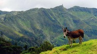 Penerbangan ke St Helena ini diharapkan menarik lebih banyak wisatawan ke wilayah persemakmuran Inggris itu (Dok. CNN Travel)