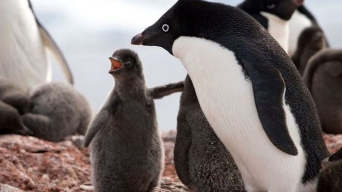 Banyak Penguin Mati dalam Bencana Musim Kawin di Antartika