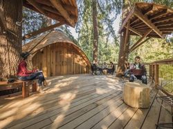 Begini Asyiknya Karyawan Microsoft Kerja di Rumah Pohon