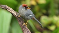 Layaknya hutan, traveler juga bisa melakukan aktivitas mengamati burung hingga melihat aneka fauna endemik. Bagi kamu yang mau berkunjung, harga tiket masuknya adalah 35 Ringgit Malaysia atau sekitar Rp 111 ribu (Fashion Forest/Facebook)