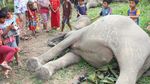 Tragis, 2 Ekor Gajah Sumatera Mati Tersengat Listrik di Aceh