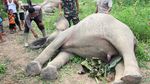 Tragis, 2 Ekor Gajah Sumatera Mati Tersengat Listrik di Aceh