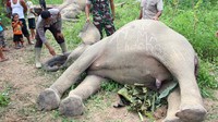Gajah-gajah Sumatera itu ditemukan tewas di Kawasan perkebunan warga Desa Seumanah Jaya, Rantoe Perlak, Aceh Timur, Aceh, Minggu (15/10). (Dok. ANTARA FOTO/Jabir/Syf/aww/17)