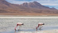 Laguna Colorado merupakan danau yang diisi oleh ribuan flamingo pink. Seakan, danaunya berwarna merah muda karena burung tersebut. Sedangkan Laguna Verde merupakan danau garam berwarna biru hijau yang terletak di kaki gunung api Licancabur. Warna biru hijaunya, berasal dari sedimen tembaga dan mikro organisme (Sarah Duff/CNN)