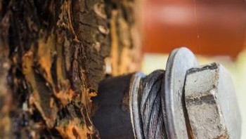 Microsoft juga bekerja sama dengan para ahli dari Washington State University,  untuk memastikan rumah pohonnya tersebut bisa dibangun tanpa harus merusak pepohonan tersebut sehingga masih tetap hidup. (Foto: Dok. Microsoft)