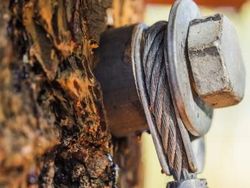 Begini Asyiknya Karyawan Microsoft Kerja di Rumah Pohon