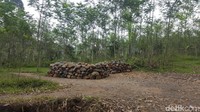 Aktivitas tambang batu berada tak jauh dari lokasi. Deru mesin pemecah batu memecah kesunyian sekitar aliran Sungai Amprong. Lempengan batu hasil pecahan tertata rapi untuk siap diangkut keluar (Aminudin/detikTravel)