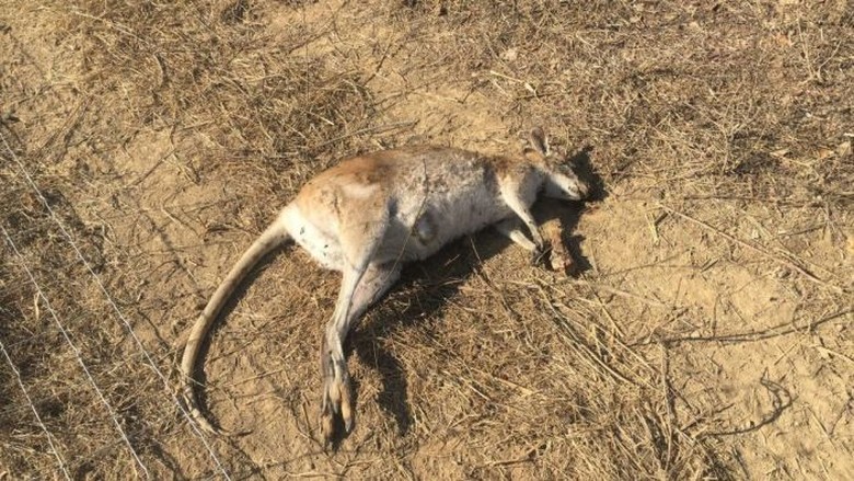 Pembunuhan Massal Kanguru Kecil di Queensland Dikecam