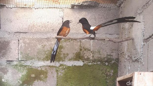 Sebanyak 16 pasang burung Murai batu milik warga Wonosobo hilang diskat pencuri. Kerugian ditaksir ratusan juta rupiah