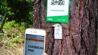 Mulai dari nama pohon hingga sejarahnya, semua bisa dilihat dengan begitu mudah. Sangat menarik untuk anak zaman sekarang (Fashion Forest/Facebook)