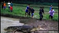Oleh salah satu warga, awalnya buaya dikira biawak. Saat akan ditangkap, ia membuka mulut lebar-lebar. Warga ketakutan.