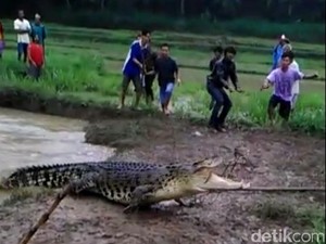 Banjir Datang, Buaya Ukuran Besar Muncul di Sungai Kebumen