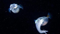 Segerombolan cumi-cumi bercahaya atau yang dijulukii Firefly Squid bergerombol datang ke Teluk Toyama, Pulau Honshu (BBC Travel)