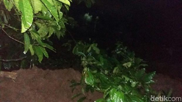Selain 3 orang, ada hewan ternak yang ikut tertimbun tanah longsor