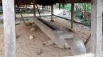 Hebat! Begini Cara Warga Baduy Jaga Ketahanan Pangan