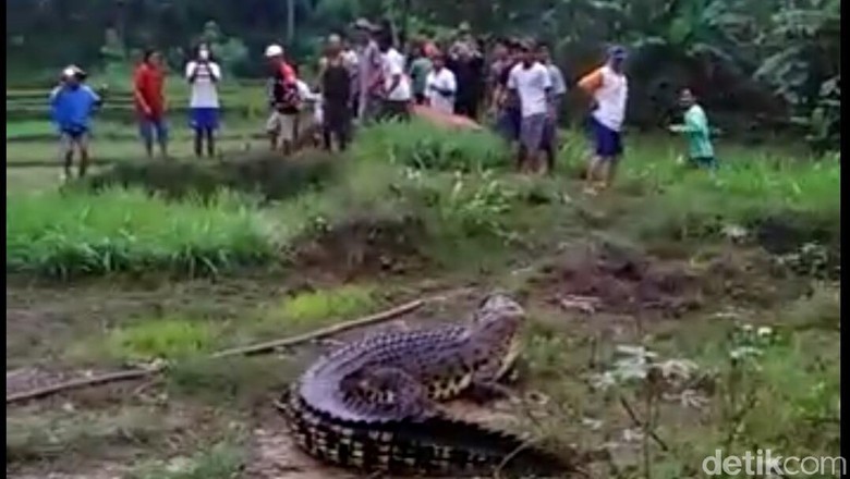 Dari Mana Datangnya Buaya Raksasa yang Hebohkan Warga Kebumen? Dari Mana Datangnya Buaya Raksasa yang Hebohkan Warga Kebumen?
