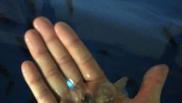 Ternyata cumi-cumi ini bisa dimakan lho! Para nelayan bahkan biasa memakannya mentah-mentah langsung dari laut (Hotaru Ika Museum/Facebook)
