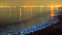 Saat siang, Firefly Squid berlindung di perairan dalam. Namun saat malam, mereka naik ke permukaan dan menghasilkan atraksi glow in the dark yang sangat indah. Cahaya yang dikeluarkan Firefly Squid merupakan kamuflase agar tampak saru dengan pantulan cahaya di permukaan air (toyamabay.club)