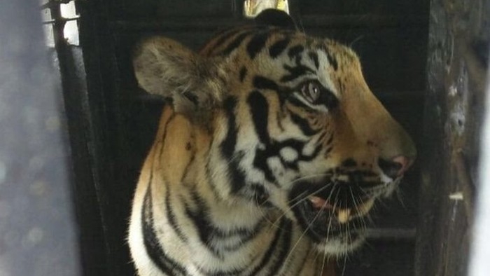 Harimau Pemakan Manusia Mati Tersengat Pagar Listrik di India