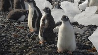 Tak jauh dari Perth, ada sebuah pulau yang bernama Penguin Island. Pulu ini jadi tempat perlindungan bagi penguin terkecil di dunia yaitu penguin peri. Kamu bisa berkunjung dan melihat langsung penguin-penguin ini beraktivitas (Thinkstock)