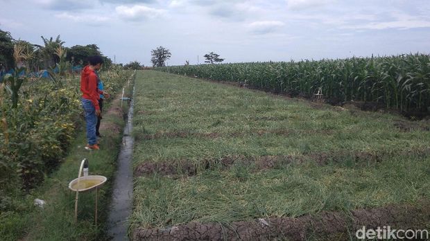 Petani bawang merah di Cirebon