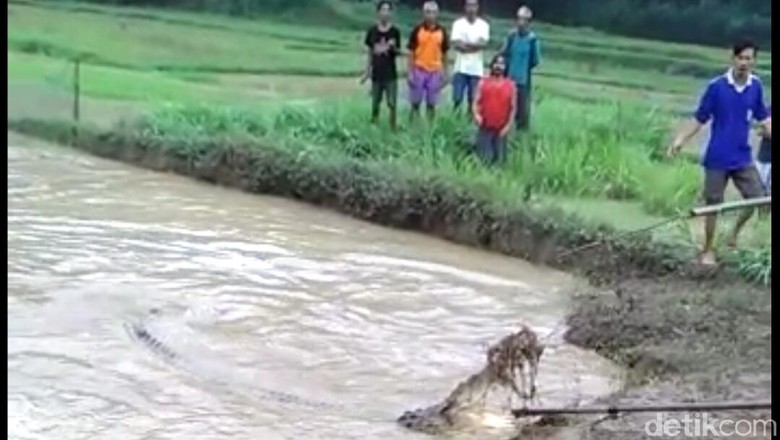 Heboh Buaya di Jawa, Dari Rebutan Wilayah Hingga Nyeberang ke Laut Heboh Buaya di Jawa, Dari Rebutan Wilayah Hingga Nyeberang ke Laut
