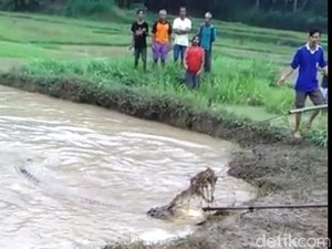 Heboh Buaya di Jawa, Dari Rebutan Wilayah Hingga Nyeberang ke Laut