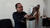 Sosok Jenglot yang ditemukan di Pantai Watu-watu, Surabaya, cukup menyeramkan. Benda seperti mayat kering berukuran mini itu berambut panjang hingga menyentuh kaki.