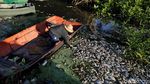 Misteri Ribuan Ikan Mati di Paraguay