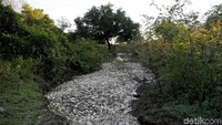 Banyaknya ikan yang mati,menyebabkan permukaan sungai tertutup oleh bangkai ikan tersebut. Jorge Adorno/Reuters.