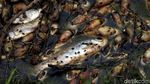 Misteri Ribuan Ikan Mati di Paraguay