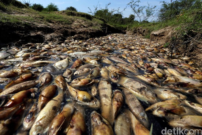 A fisherman holds a dead fish while posing for a photograph as dead fish float around his boat and on the banks of the Confuso river, after authorities have taken samples for an investigation, in Villa Hayes, Paraguay October 15, 2017. REUTERS/Jorge Adorno