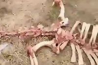  Kerangka 'Naga' Raksasa Ditemukan di China dan Bikin Heboh