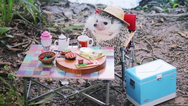 Foto: Azuki, Landak yang Suka Berpetualang