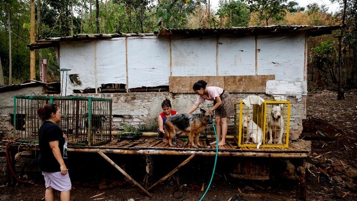 Foto: Ganasnya Adu Bagong, Duel Anjing vs Babi Hutan di Majalaya - Foto 3