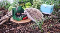 Azuki menikmati properti miniatur dari Coleman, yaitu perusahaan yang bergerak dalam produksi barang-barang untuk rekreasi outdoor (hedgehog_azuki/Instagram)