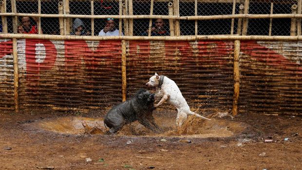  Adu Bagong, Duel Anjing vs Babi Hutan di Majalaya
