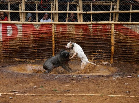 Adu Bagong Disorot Dunia: Antara Tradisi dan Kekerasan terhadap Hewan