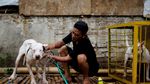 Foto: Ganasnya Adu Bagong, Duel Anjing vs Babi Hutan di Majalaya