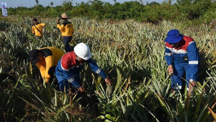 Pertamina Gandeng Petani Riau Olah Lahan Bekas Kebakaran Hutan