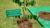 Pohon endemik Sulawesi ini juga sering disebut kayu hitam