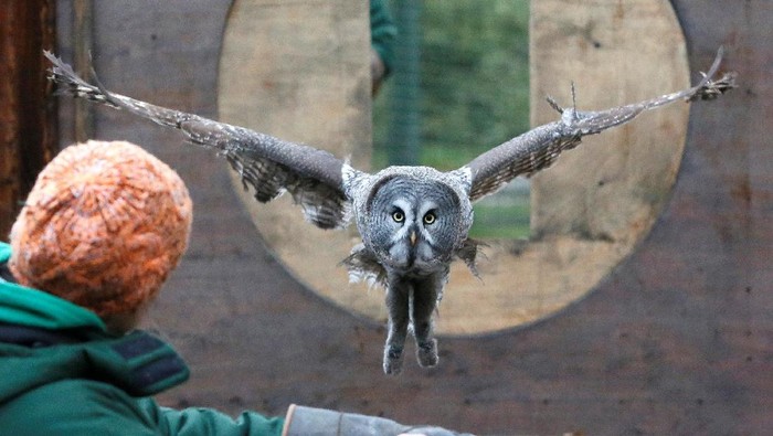 Foto: Tatapan Tajam Mykh, Burung Hantu Besar Asal Rusia - Foto 2
